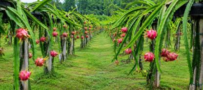 ড্রাগন ফলের বাগান