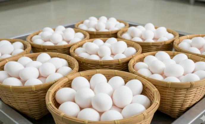 Cultivated Egg Project